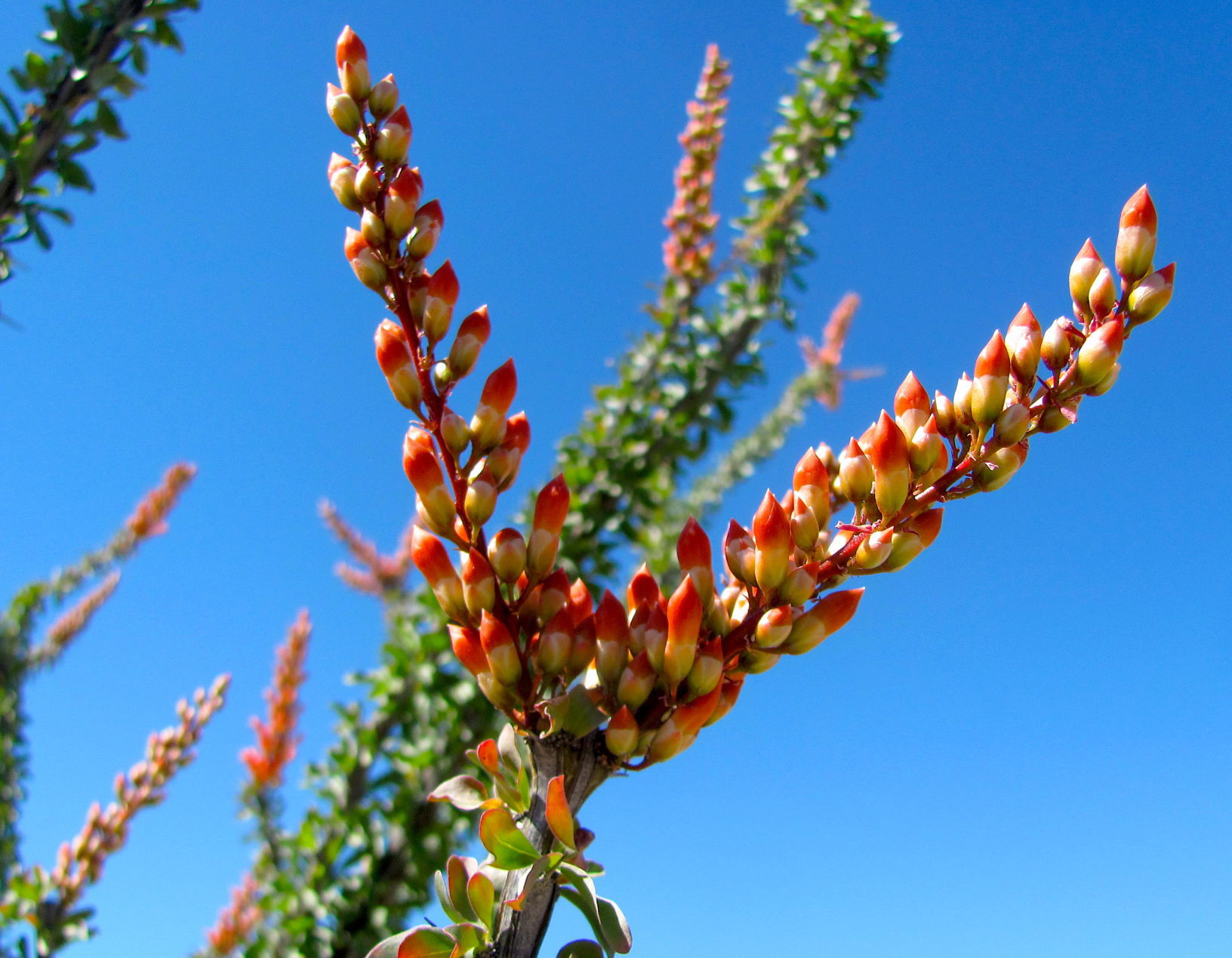 Blooming ocotillos